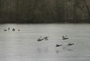 enten-fliegend-0212.jpg
